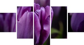 Obraz kwiatów tulipanów (125x70 cm)