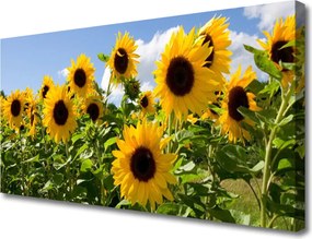 Zdjęcie na płótnie Złoty Słonecznik w Słońcu