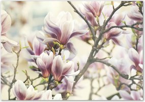 Foto obraz szkło hartowane Magnolia