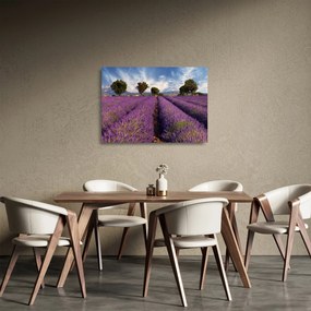 Obraz na szkle - Pole lawendy i góry (70x50 cm)
