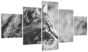 Obraz - Kot (125x70 cm)