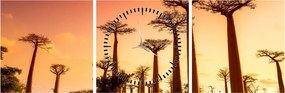 Obraz - Zachód słońca w Baobab Alley (z zegarem) (90x30 cm)