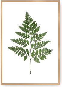 Plakat Fern Green
