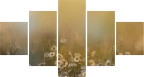 Obraz - Obraz olejny stokrotek (125x70 cm)