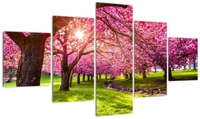 Obraz kwitnących czereśni, Hurd Park, Dover, New Jersey (125x70 cm)