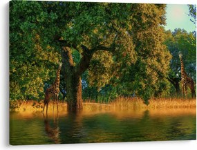 Obraz żyraf w naturze (70x50 cm)