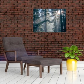 Obraz na szkle drzew, przez które prześwieca słońce (70x50 cm)