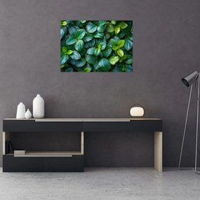 Obraz na szkle - Rośliny zielone (70x50 cm)