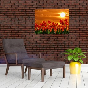 Obraz kwitnącego pola z tulipanami (70x50 cm)