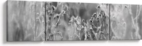 Obraz - Dzika łąka (170x50 cm)