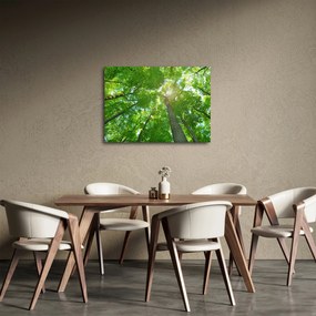 Obraz - Las (70x50 cm)