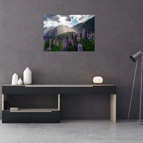 Obraz - Sceneria łubinów (70x50 cm)