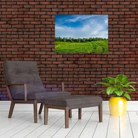 Obraz na szkle - łąka (70x50 cm)