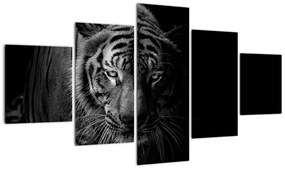 Obraz dzikiego tygrysa (125x70 cm)