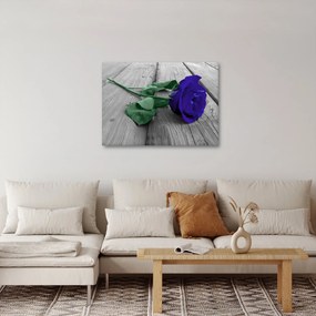 Obraz - Niebieska róża z zieloną łodygą (70x50 cm)