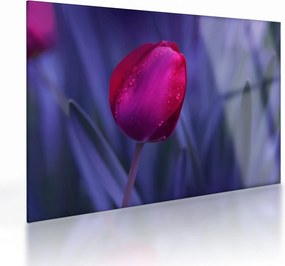 Obraz na szkle pąka tulipana (70x50 cm)