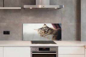 Panel Szklany Majestatyczny Maine Coon