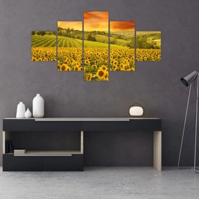 Obraz - Pole słoneczników (125x70 cm)