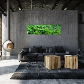 Obraz sukulentów (170x50 cm)