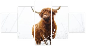 Obraz - Szkocka krowa (125x70 cm)