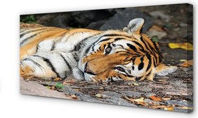Duży obraz na płótnie Odpoczywający Tygrys