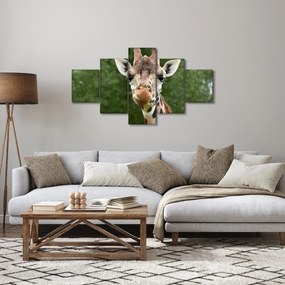 Obraz żyrafy (125x70 cm)