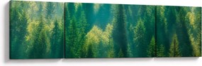 Obraz - Las sosnowy (170x50 cm)
