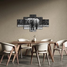 Obraz - Szkocka krowa 3, czarno - biały (125x70 cm)