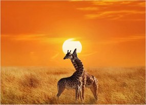 Obraz - Żyrafy w Parku Narodowym Serengeti (70x50 cm)