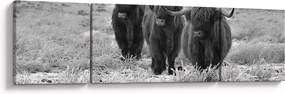 Obraz - Szkockie krowy (170x50 cm)