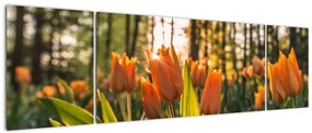 Obraz - pomarańczowe tulipany (170x50 cm)