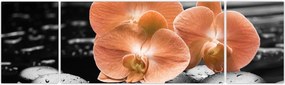 Obraz - Pomarańczowe orchidee (170x50 cm)