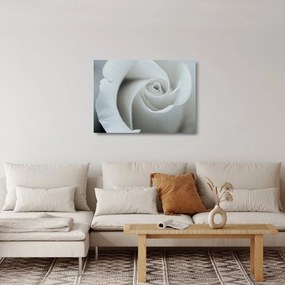 Obraz na szkle - Biała róża (70x50 cm)