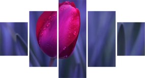 Obraz pąka tulipana (125x70 cm)