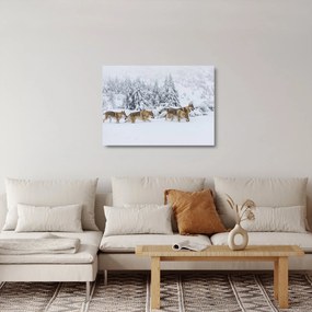 Obraz na szkle - Wilki w górach (70x50 cm)