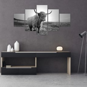 Obraz - Szkocka krowa, czarno - biały (125x70 cm)