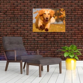 Obraz - Golden Retriever (70x50 cm)