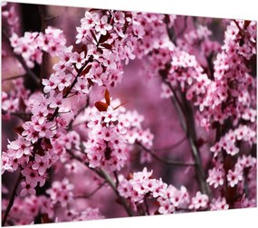 Obraz - Różowa sakura (70x50 cm)