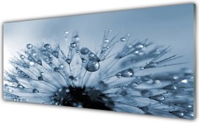 Panel Szklany do Kuchni Dmuchawiec w Porannej Rosie