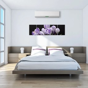 Obraz - Fioletowe krokusy (170x50 cm)