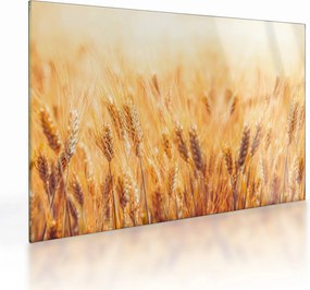 Obraz na szkle - pole z ziarnami (70x50 cm)