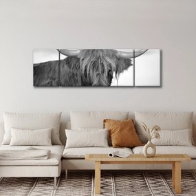 Obraz - Szkocka krowa 2, czarno - biały (170x50 cm)