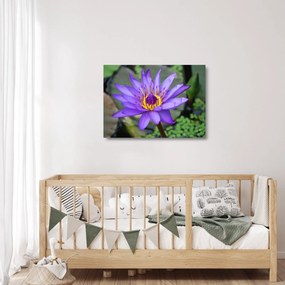 Obraz na szkle - Fioletowy kwiat (70x50 cm)