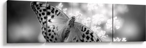 Obraz - Szczegół motyla zapylającego kwiat (170x50 cm)