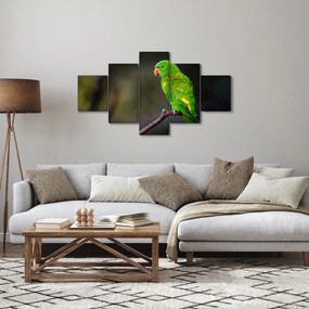 Obraz papugi na gałęzi (125x70 cm)