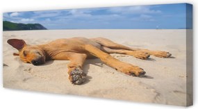 Obraz drukowany na płótnie Pies Odpoczywający na Plaży
