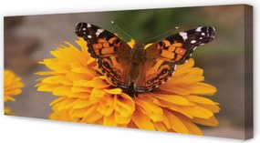 Obraz na płótnie Kolorowy Motyl i Kwiat