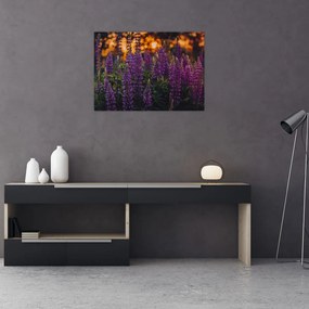 Obraz kwiatów łubinu (70x50 cm)