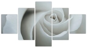 Obraz - Biała róża (125x70 cm)