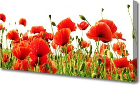 Fotoobraz na płótnie Dzika Łąka Makowa